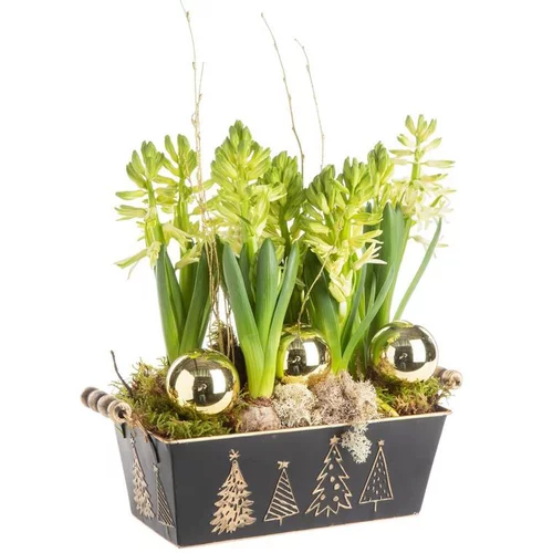 Composition de Noël 6 jacinthes multicolore pot en zinc noir et or