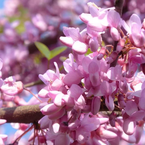 Arbre de Judée rose. Le pot de 15 litres, baliveau