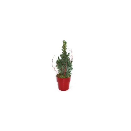Picea Glauca Conica - Le pot déco