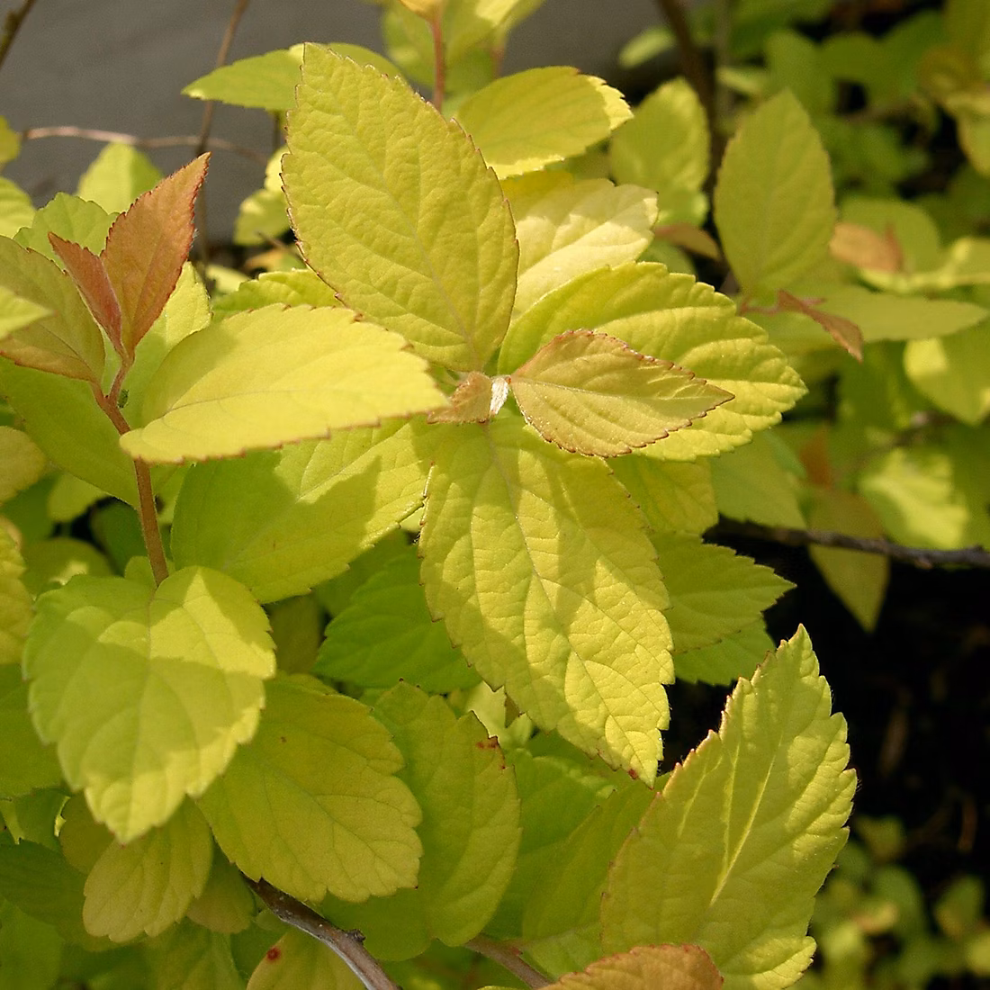 2 x Spirée Japonaise 'Gold Mound' – Spiraea japonica 'Goldmound', 25, 30 cm pot