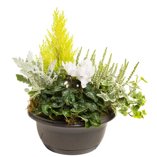 Composition d'extérieur mélange blanc et vert - La coupe de 27 cm