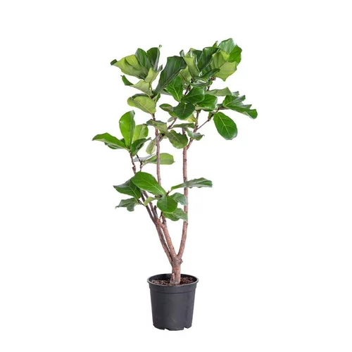 Ficus Lyrata H 140 cm en pot Ø 27 cm