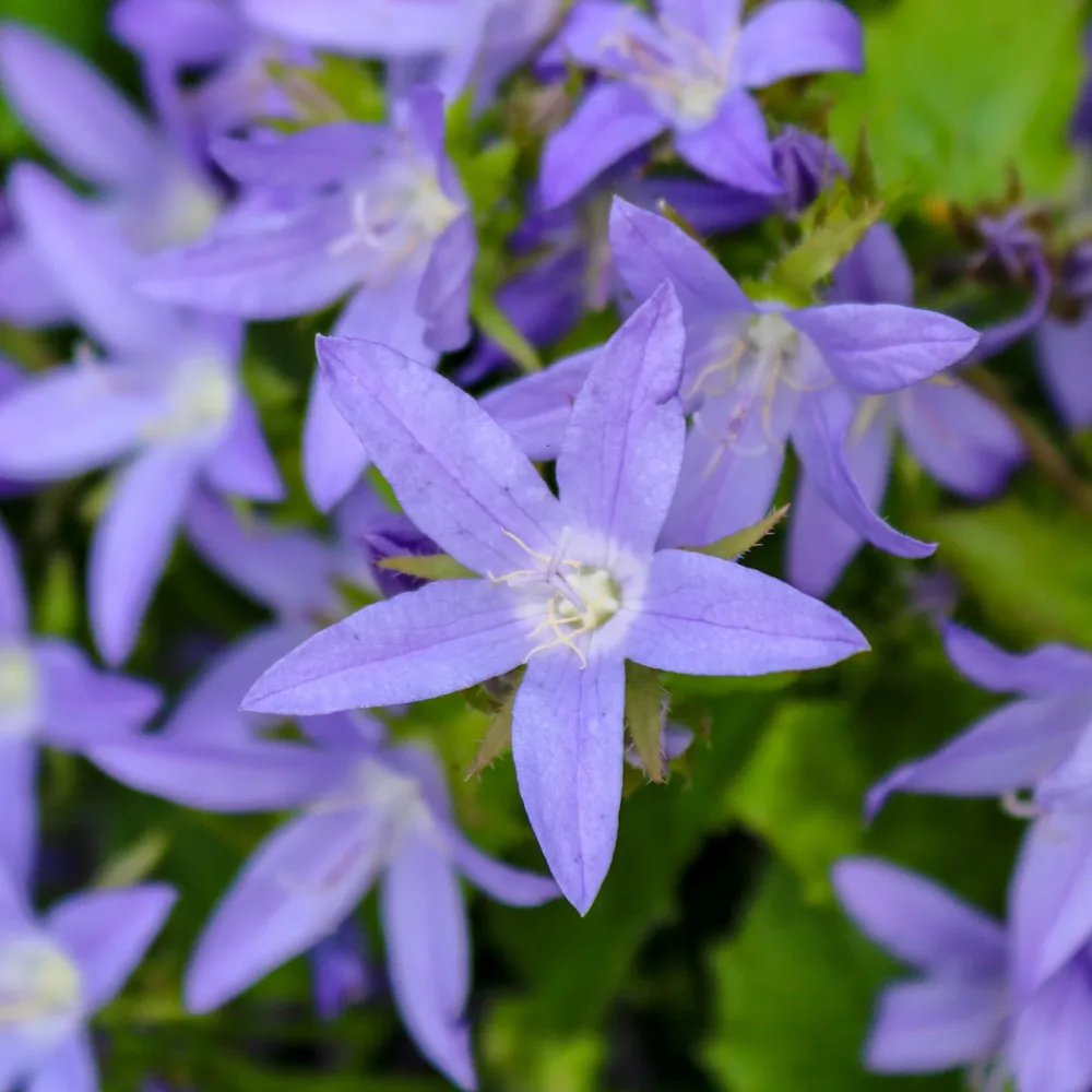 Campanule des murets Stella Campanula poscharskyana Stella