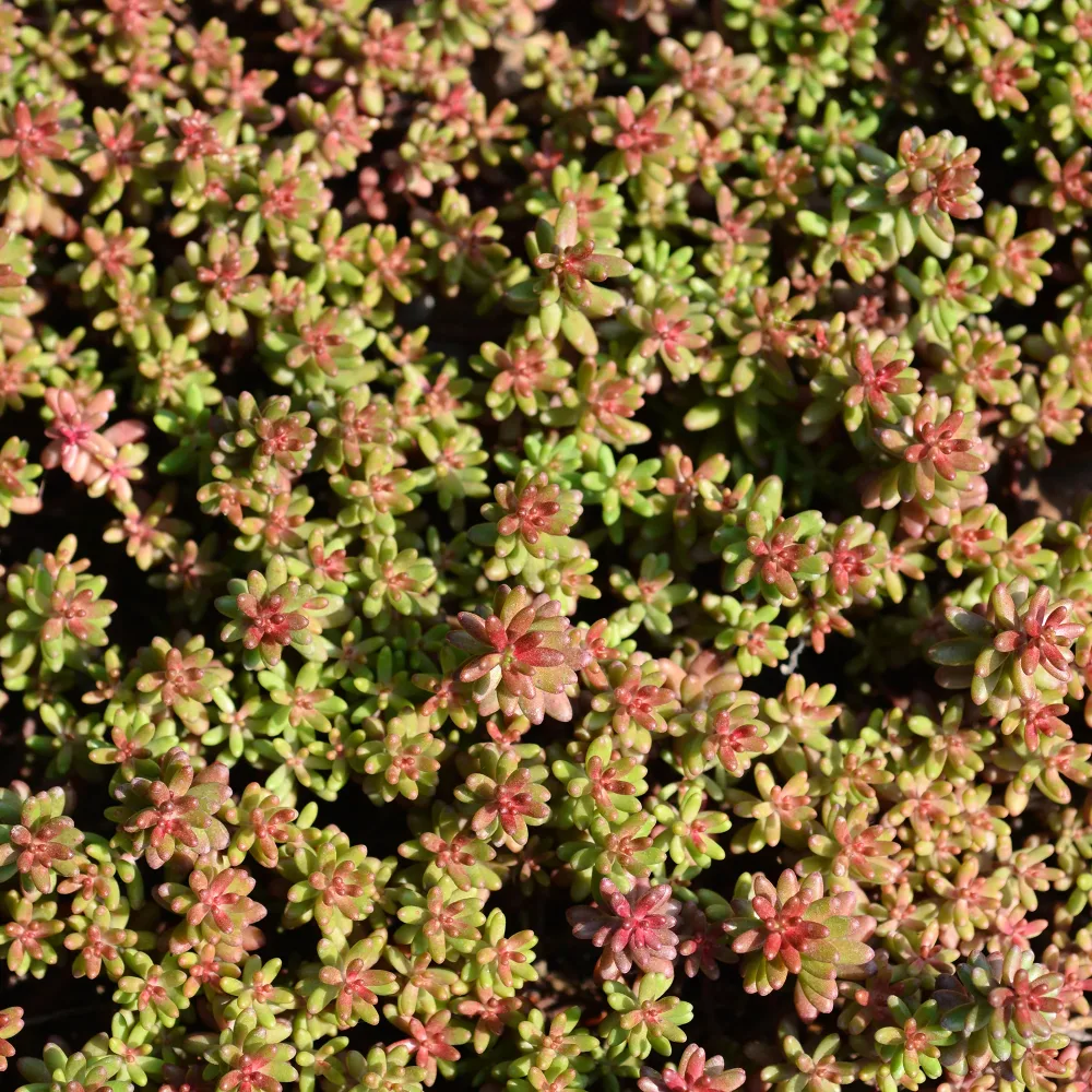 Sedum blanc tapissant Sedum album Murale