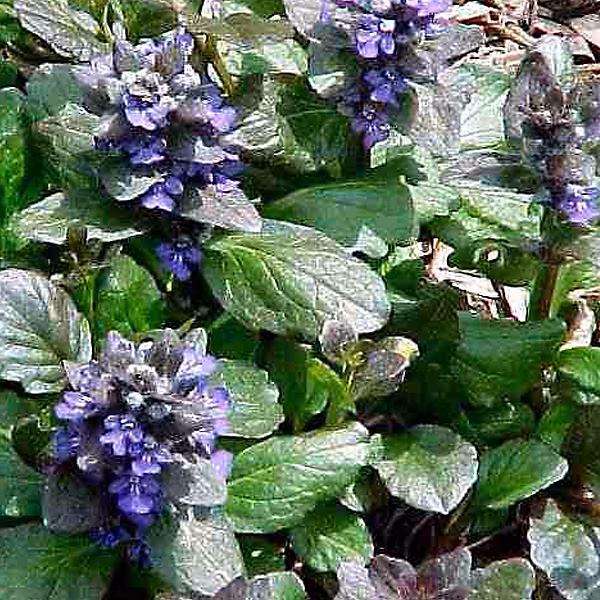 6 x Bugle rampant 'Catlin's Giant' – Ajuga reptans 'Catlin's Giant', godet 9cm x 9cm