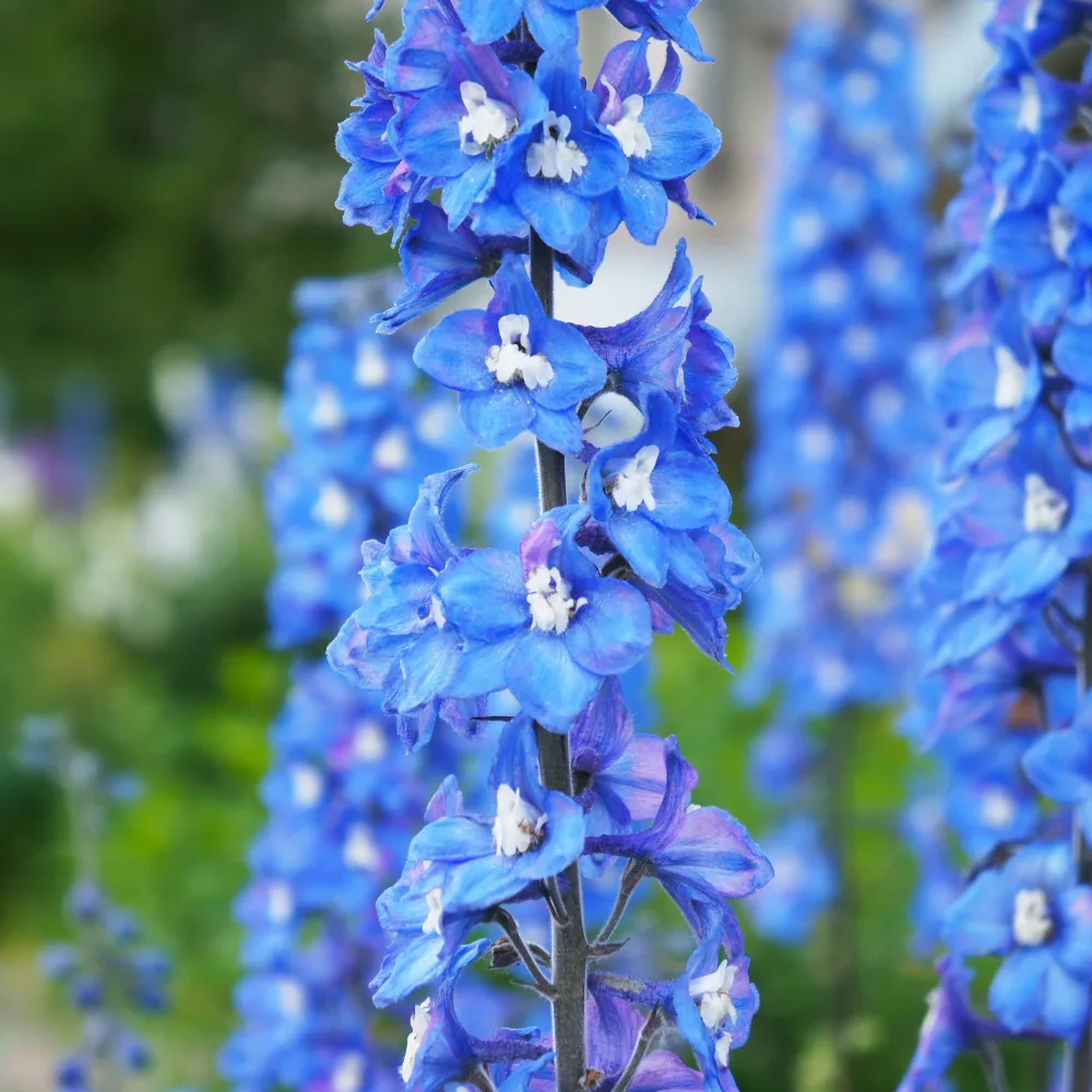 Delphinium géant Blue Bird Delphinium Pacific Blue Bird
