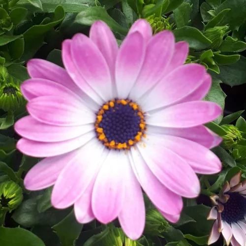 Osteospermum ou Dimorphoteca - Le pot de Ø 10,5 cm