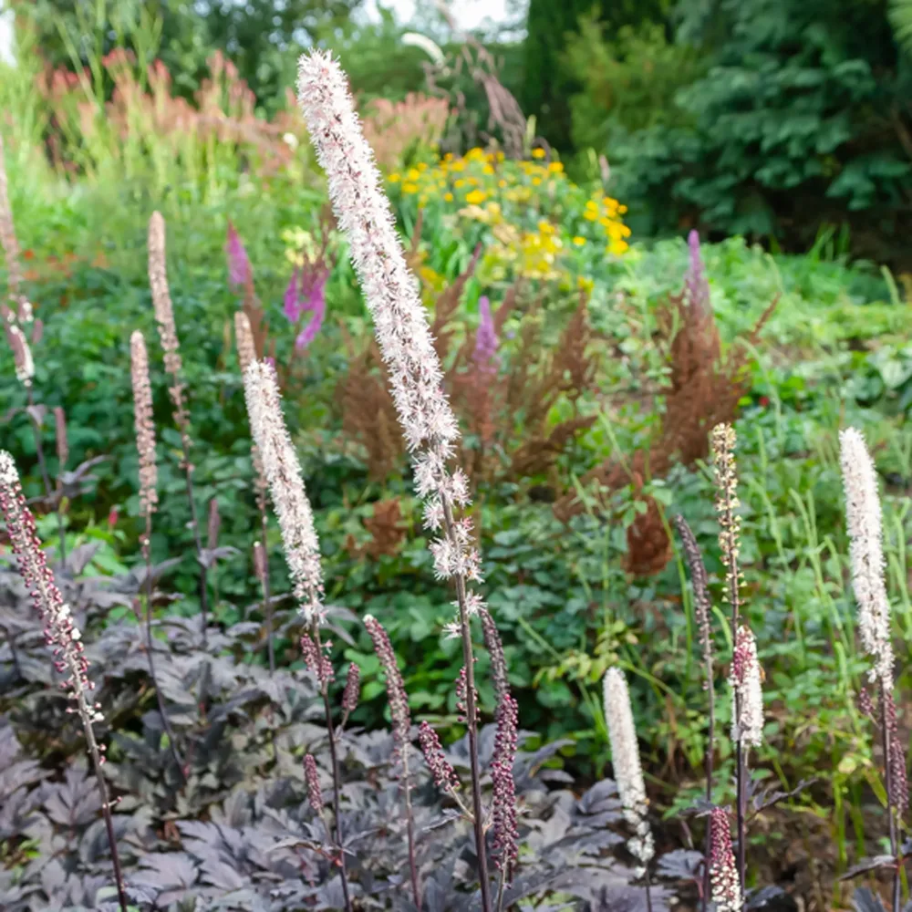 Cierge d'argent Brunette Actaea simplex Brunette