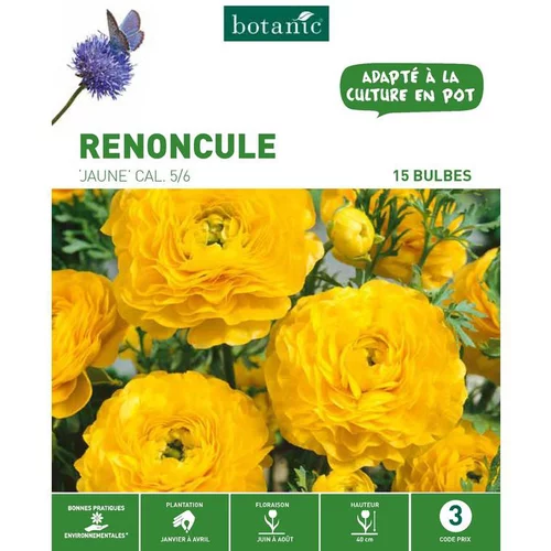 Renoncule jaune botanic® - 15 bulbes