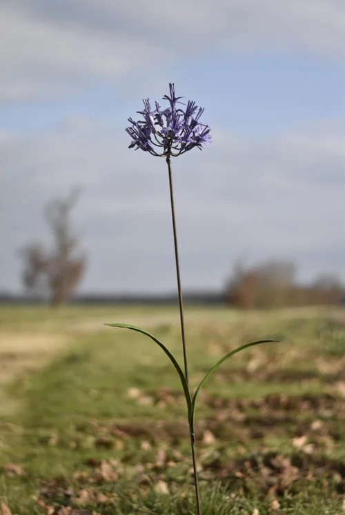 Tuteur en forme de fleur d’Agapanthe en métal recyclé Chouette & Co - H 110 cm