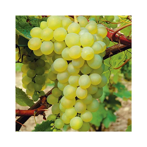 Vigne Serval Blanc Bio. Le pot de 2 litres