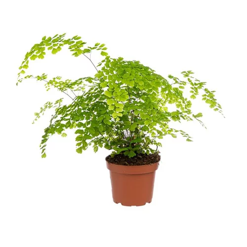 Adiantum Fragrans pot Ø13 cm/ H30 cm