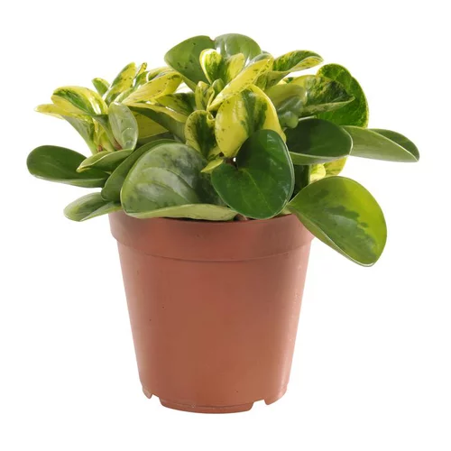 Peperomia obtusifolia panaché 25 cm. Le pot de 15 cm