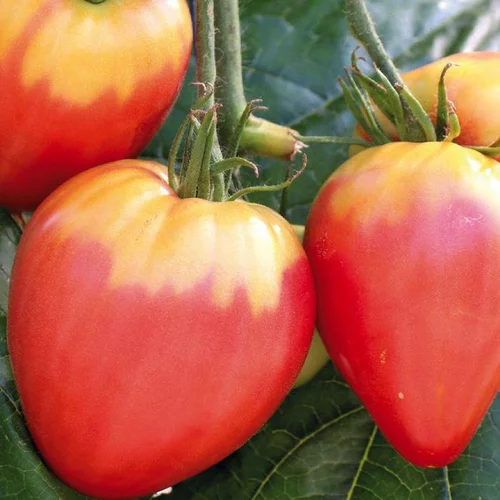 Tomate Allongée Coeur De Boeuf "Cuor Di Bue" bio. Le pot de 9 x 9 cm