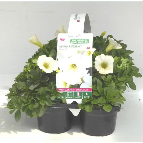 Pétunia retombant blanc - Le pack de 6 plants