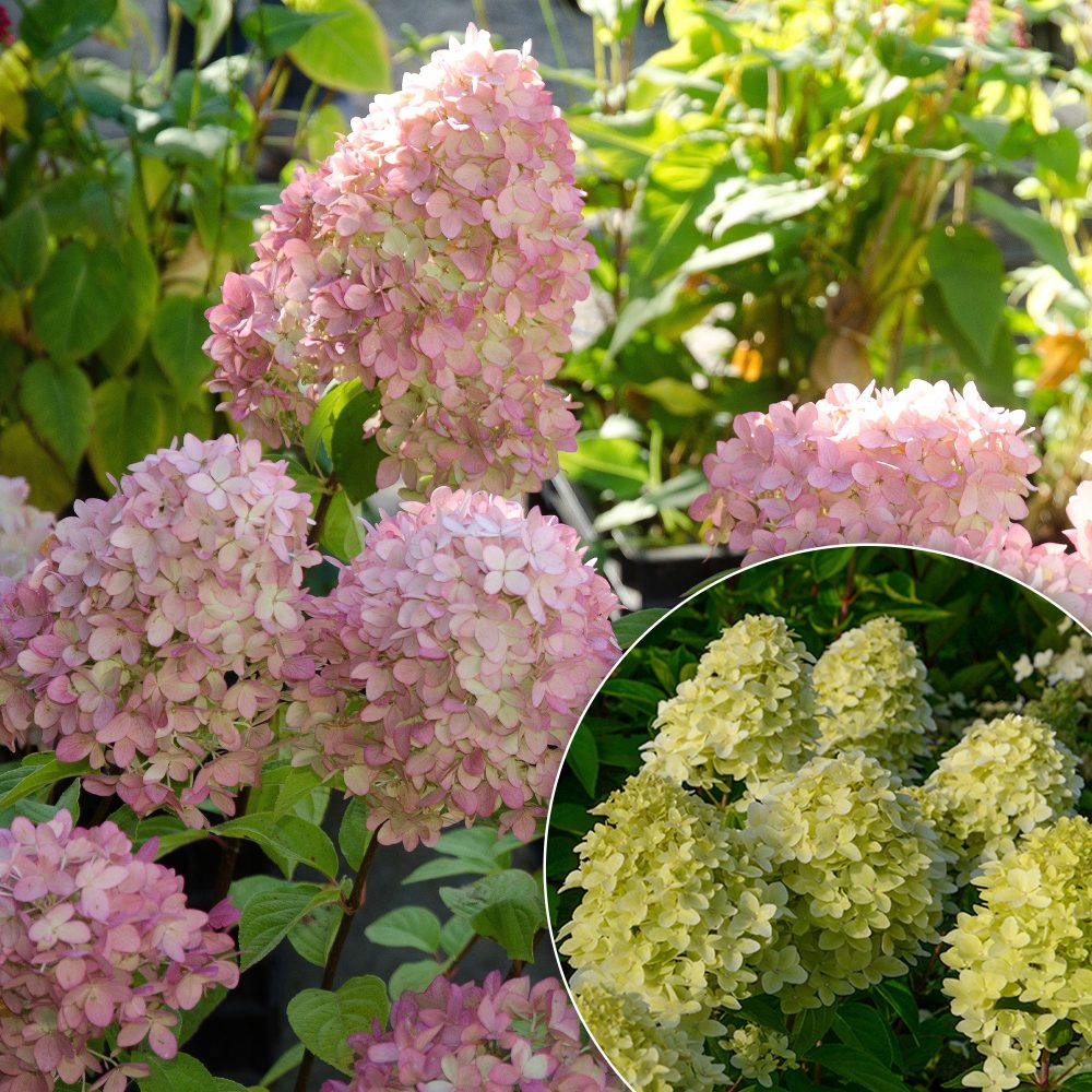 Hortensia paniculé Magical® Candle Hydrangea paniculata magical ® candle