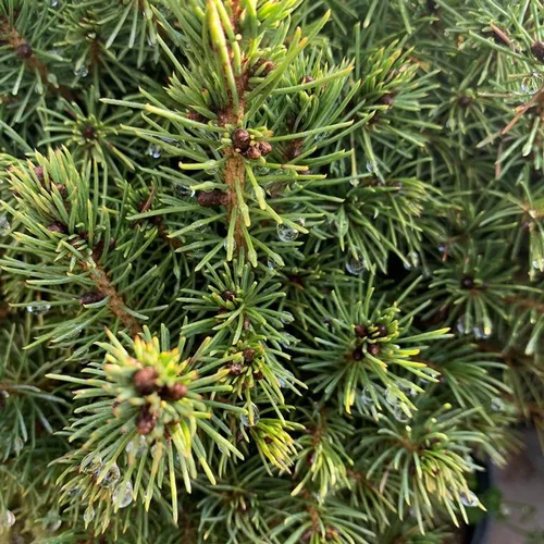 Epicéa du Colorado (Picea Pungens) Koster 60/80. Le pot de 5 litres