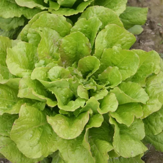 Graines bio de Laitue romaine Chicon des Charentes