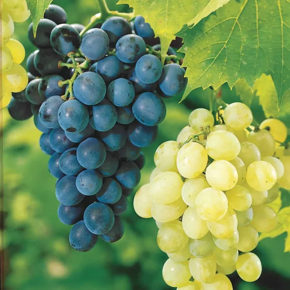 Collection de 2 Vignes : Muscat de Hambourg et Chasselas de Fontainebleau Vitis vinifera