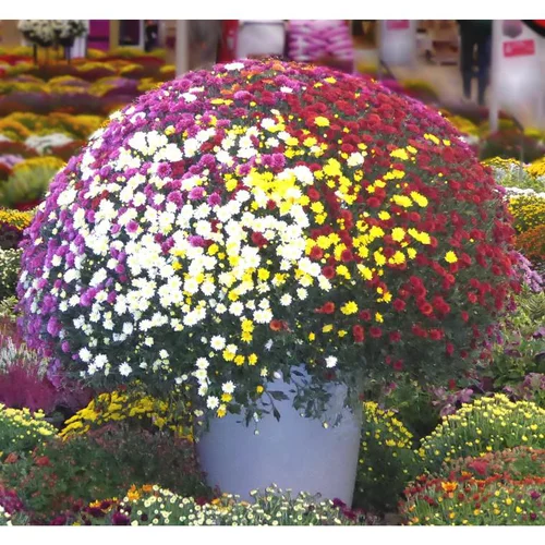 Chrysanthème multifleurs - Le pot de 20 litres
