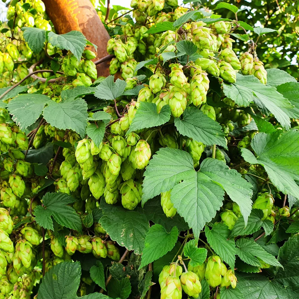 Houblon Humulus lupulus
