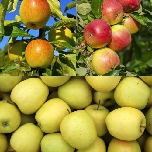 Collection de Pommiers : Reine de reinettes, Gala, Golden Delicious Malus domestica reine de reinettes, gala, golden delicious