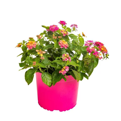 Lantana - Le pot de 2,5 litres