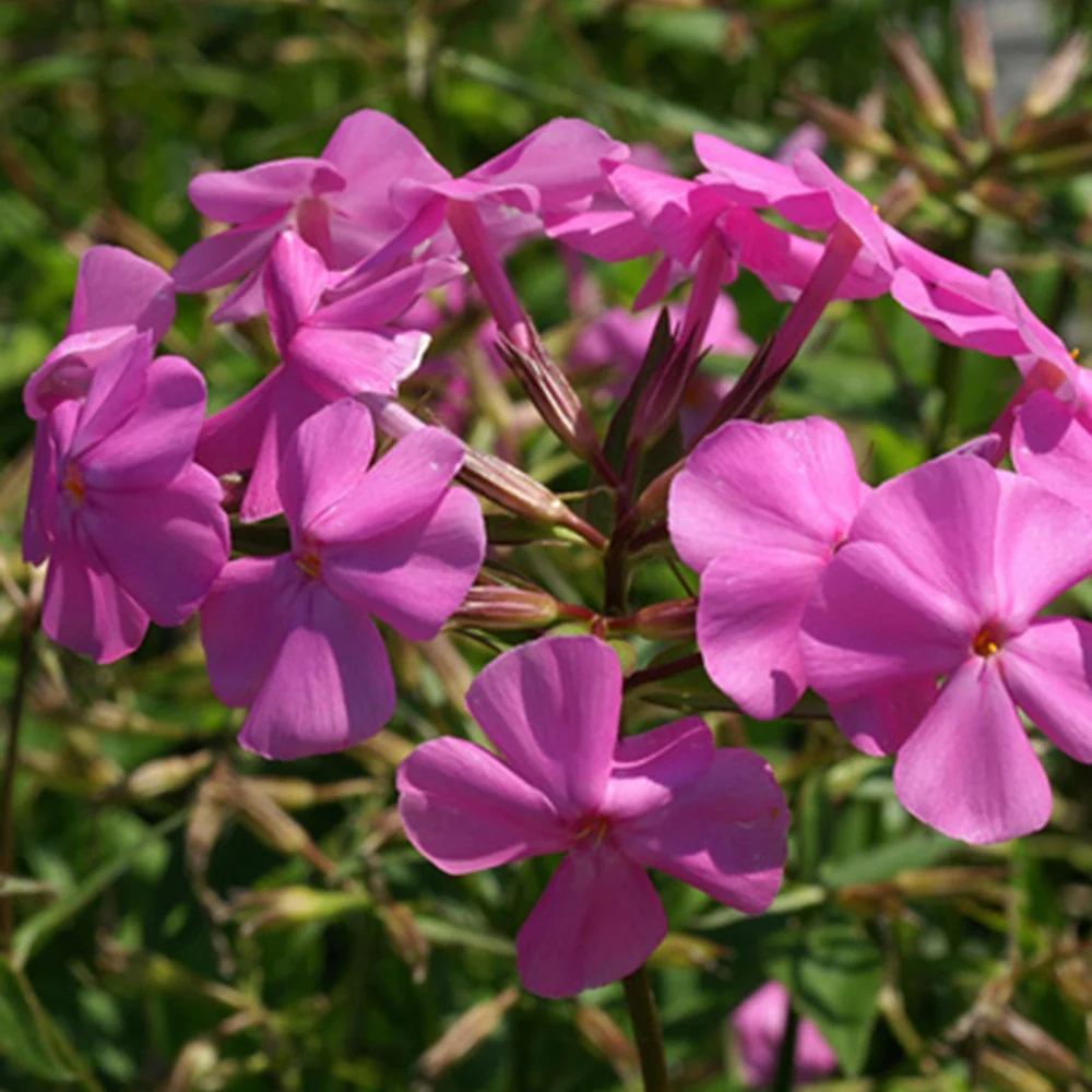 Phlox carolina Bill Baker Phlox carolina bill baker