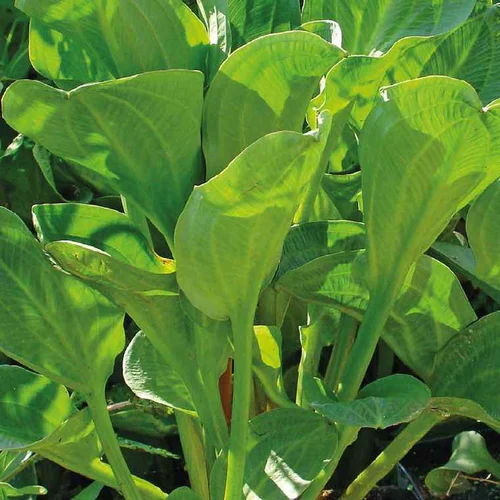Plantain d’eau à feuilles rondes godet 9x9 cm