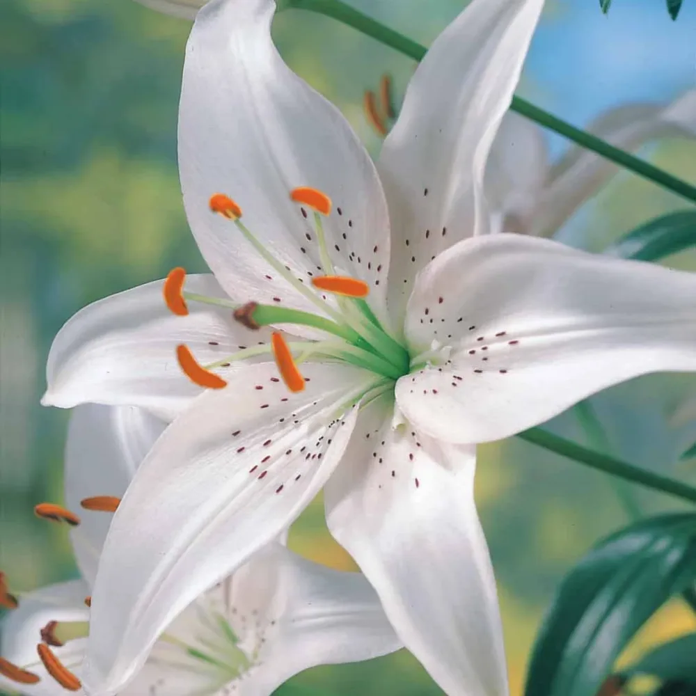 2 Lis asiatiques Mont Blanc Lilium mont blanc