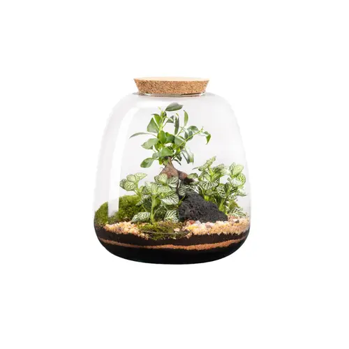 Terrarium autonome botanic® Moly Ginseng - Taille L Ø 23,5 cm H 25 cm