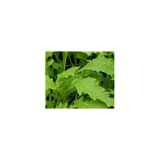 Graines bio de salade asiatique Naménia