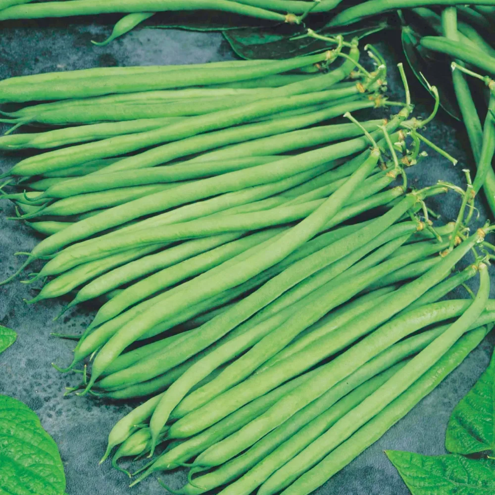 Haricot nain extra fin Altona Phaseolus vulgaris altona
