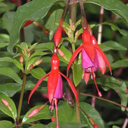 Fuchsia bernisser hardy rose en pot de 2 L