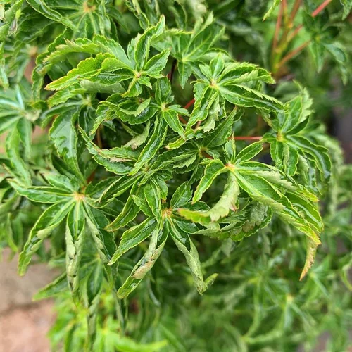 Acer Palmatum Shishigashira - Le pot de 30 litres