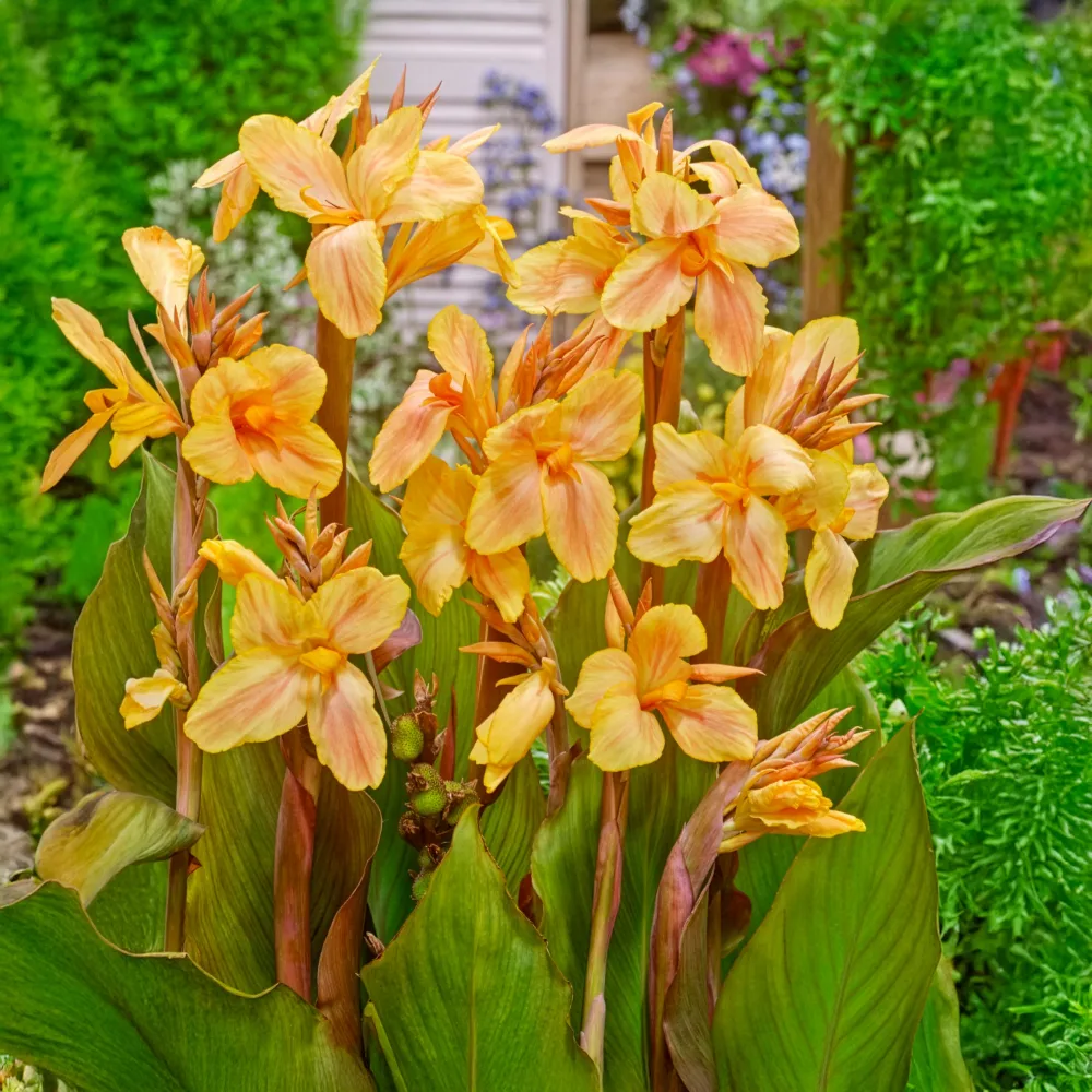 Canna Mme Angèle Martin Canna indica Mme Angèle Martin
