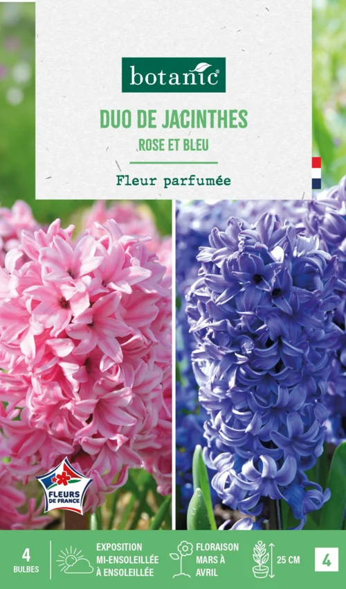 Jacinthe en duo botanic® - 4 bulbes