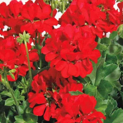 Géranium Calliope à fleurs rouges - Le pot de 9 litres à réserve d'eau