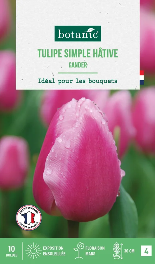 Tulipe simple hative gander botanic® - 10 bulbes