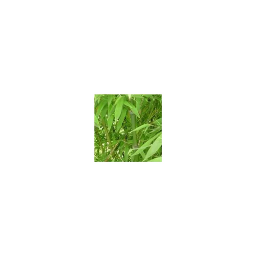 Bambou Phyllostachys Aurea Jaune 100/120 cm en pot de 12 L