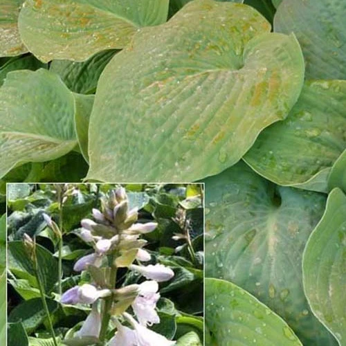 Hosta Bressingham blue Hosta bressingham blue