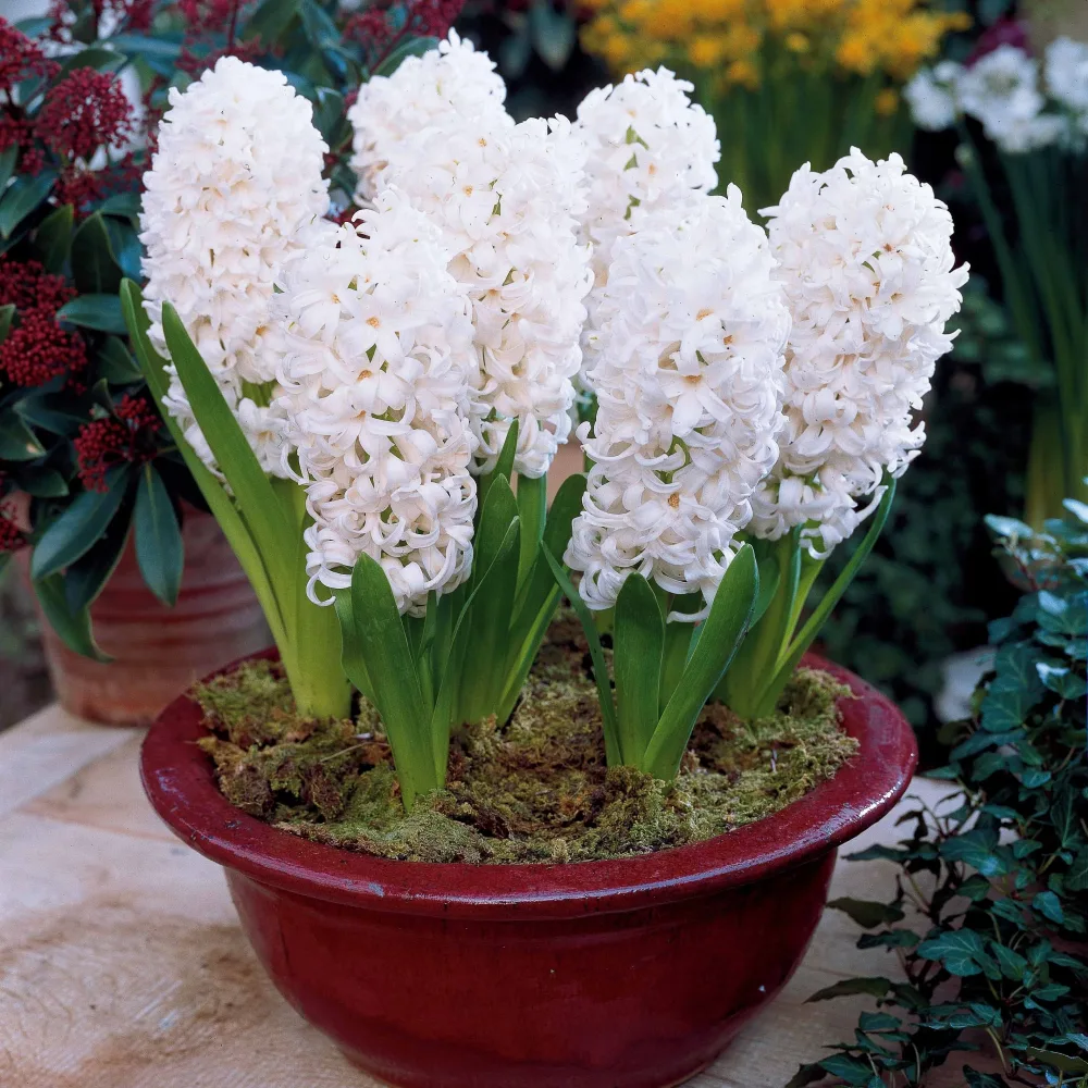 6 Jacinthes Carnegie blanche Hyacinthus orientalis carnegie