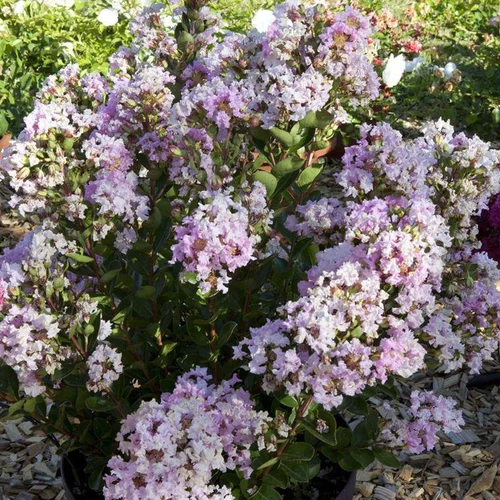 Lagerstroemia Indica With Love Babe Milarosso. Le pot de 2 litres
