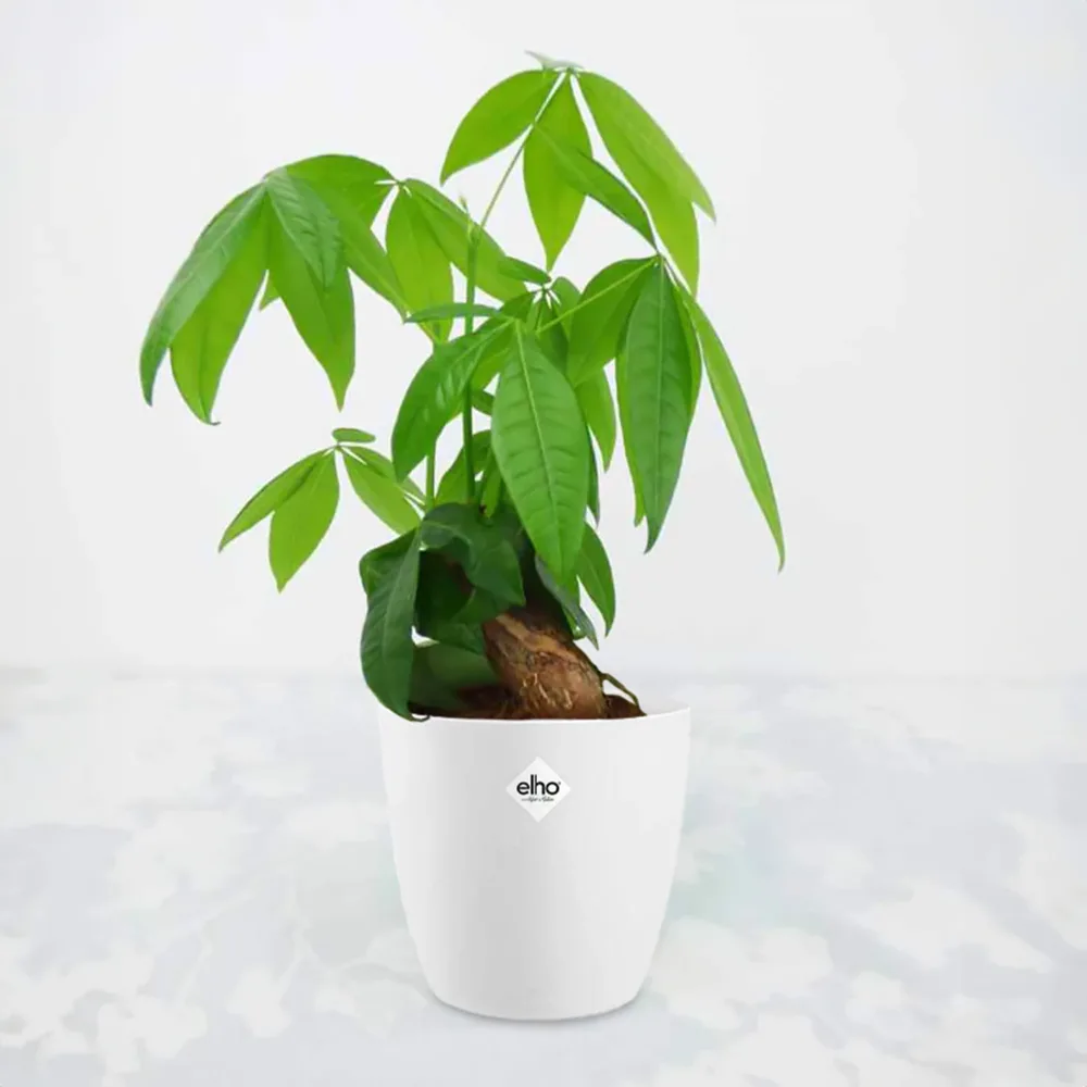 Pachira aquatica et son cache-pot blanc ELHO Pachira aquatica