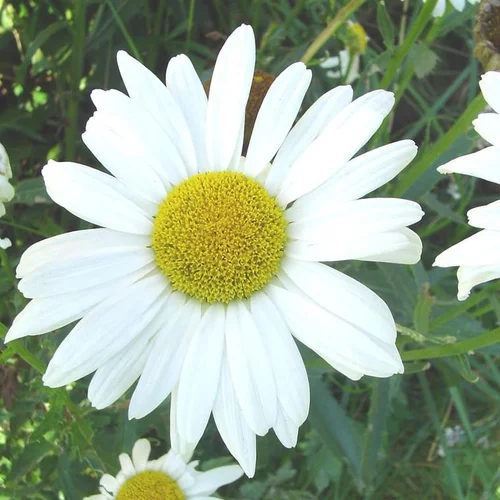 Leucanthemum Superbum Daisy May - Le pot de 4 litres