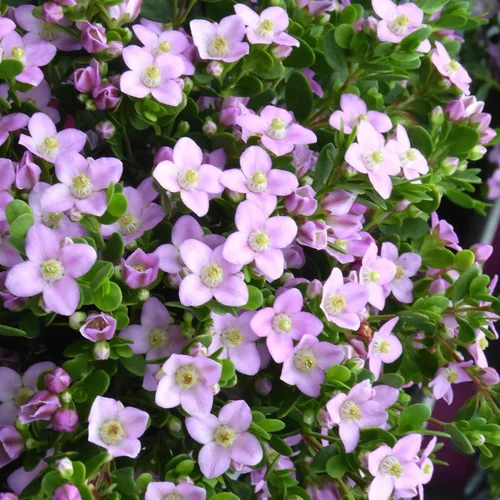 Boronia Crenulata - Le pot de 2,5 litres