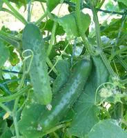 Cornichon. La barquette de 4 plants
