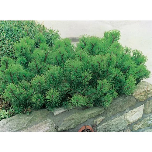 Pin Mugo Mughus - pot 15 L