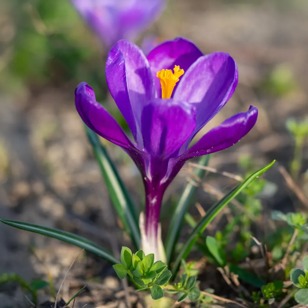 15 Crocus Flower Record Crocus vernus flower record
