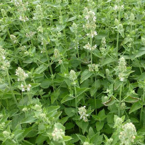 3 Nepetas à odeur de citron Nepeta cataria citriodora